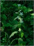 Campanula latifolia. Цветущее растение (белоцветковая форма). Кировская обл., Орловский р-н, окр. дер. Коншаки. 8 июля 2012 г.