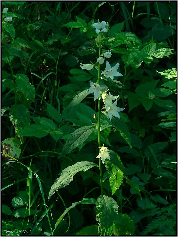 Image of Campanula latifolia specimen.