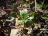 Ziziphora puschkinii. Верхушка побега. Кабардино-Балкария, верховья р. Малка, урочище Джилы-Су, 2400 м н.у.м. 22.07.2012.