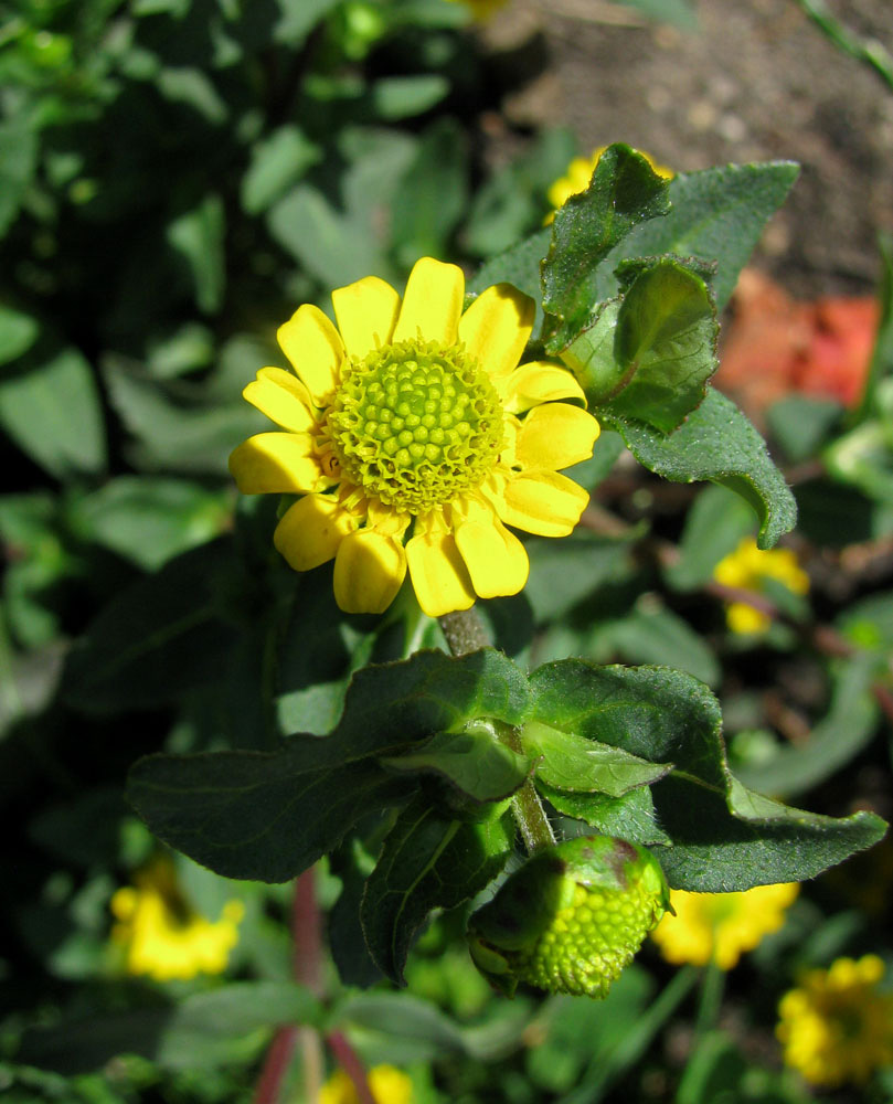 Image of Sanvitalia procumbens specimen.