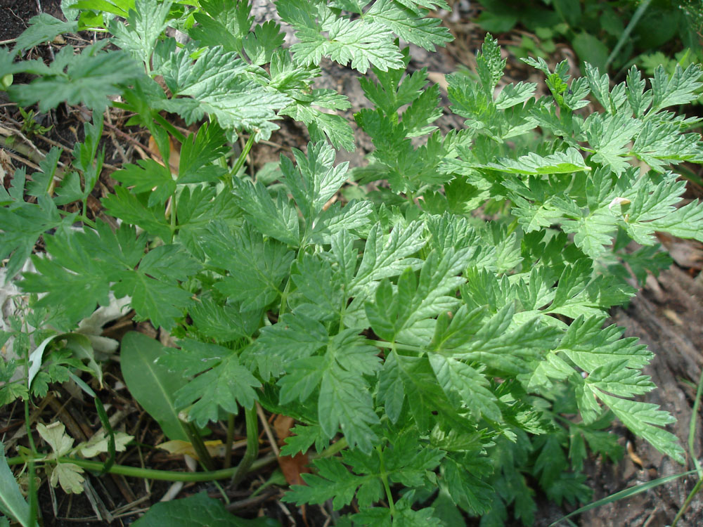 Изображение особи семейство Apiaceae.