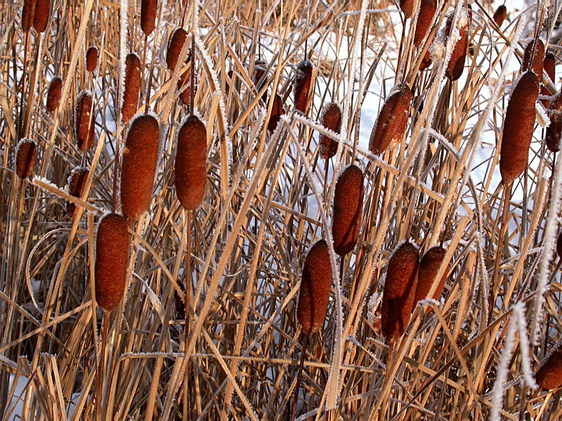 Изображение особи Typha laxmannii.