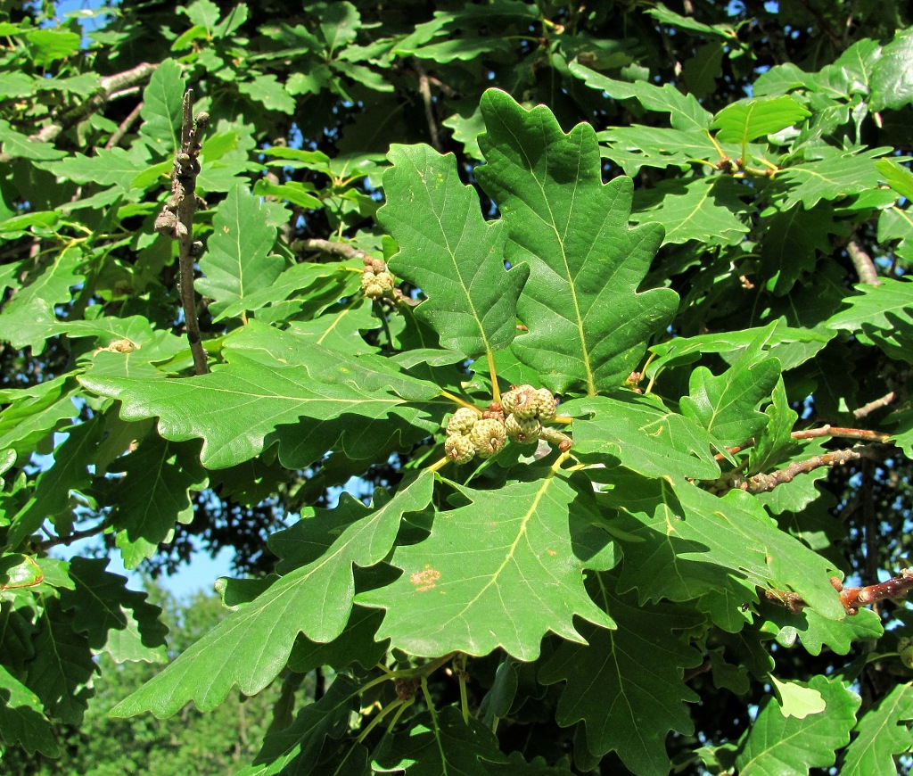 Изображение особи Quercus iberica.