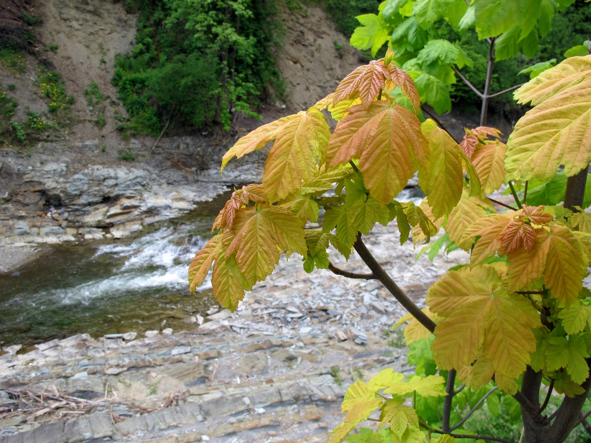 Image of Acer pseudoplatanus specimen.