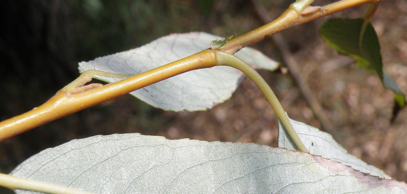 Image of Salix hexandra specimen.