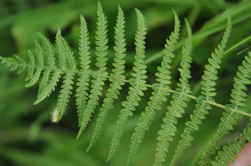 Image of Thelypteris palustris var. pubescens specimen.