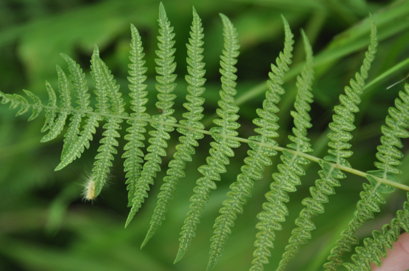 Изображение особи Thelypteris palustris var. pubescens.