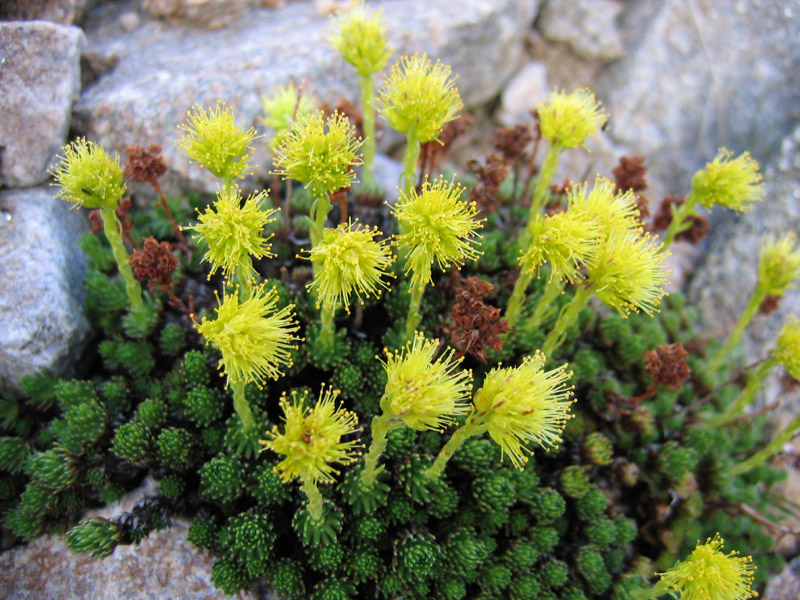 Изображение особи Saxifraga scleropoda.