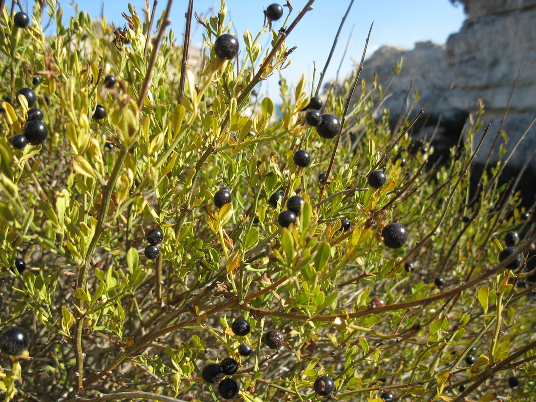Image of Jasminum fruticans specimen.