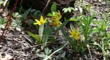 Erythronium americanum. Цветущие растения. США, Иллинойс, Чикагский ботанический сад. 4 мая 2008 г.