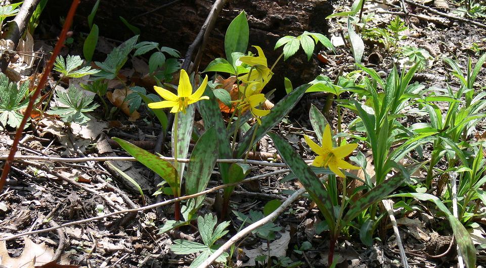 Изображение особи Erythronium americanum.