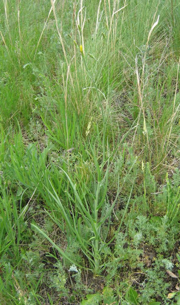 Image of Scorzonera × glastifolia specimen.