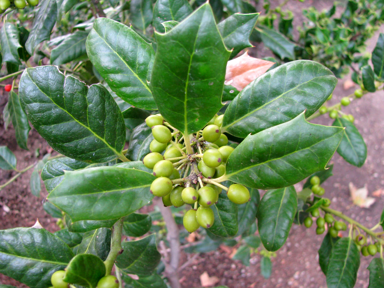 Image of Ilex × meserveae specimen.