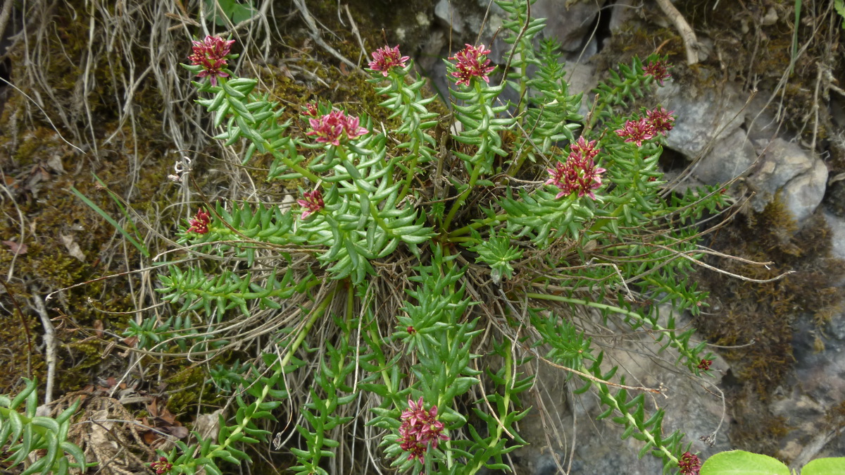 Изображение особи Rhodiola quadrifida.