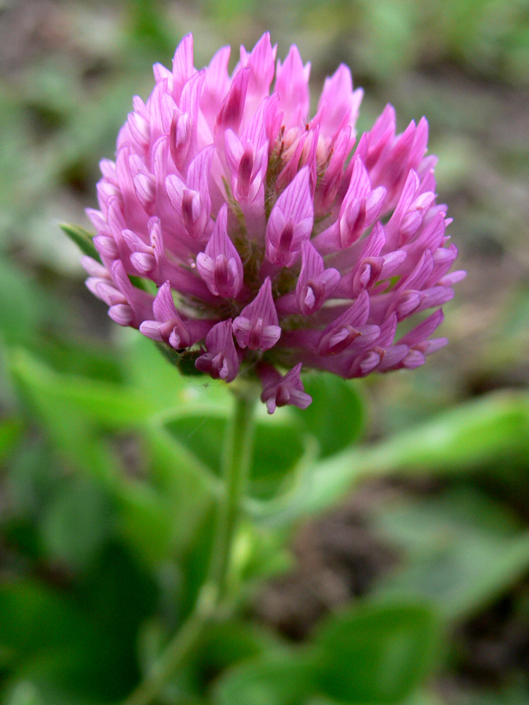 Image of Trifolium pratense specimen.
