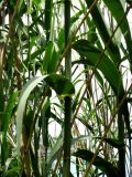 Arundo donax