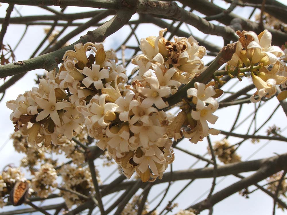 Изображение особи Brachychiton australis.