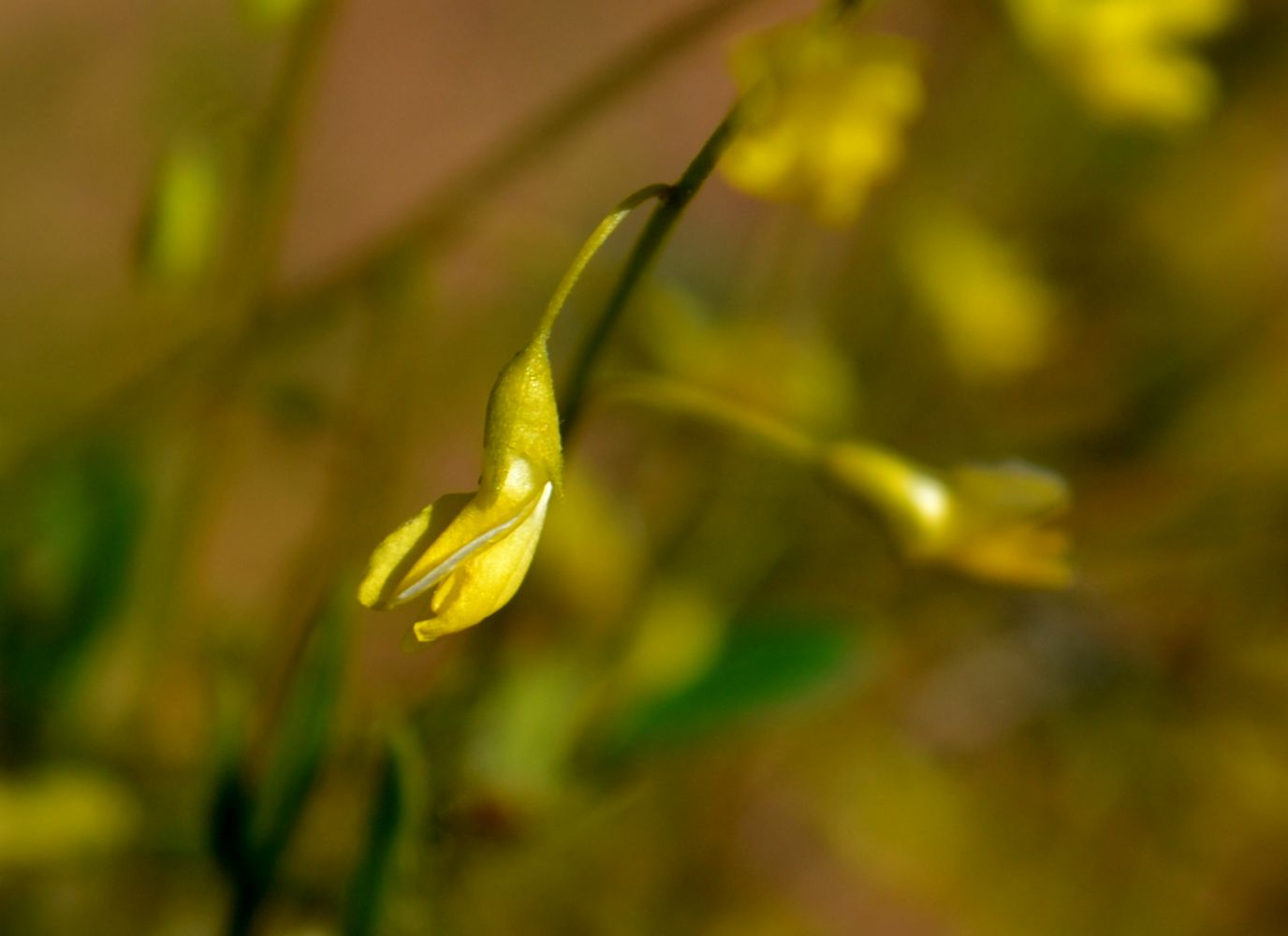 Изображение особи Melilotus polonicus.