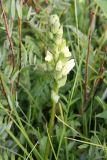 Pedicularis sceptrum-carolinum. Расцветающее соцветие с отдыхающим комаром. Республика Бурятия, Баунтовский эвенкийский р-н, окр. пос. Северный, луг в долине р. Има. 10.07.2009.