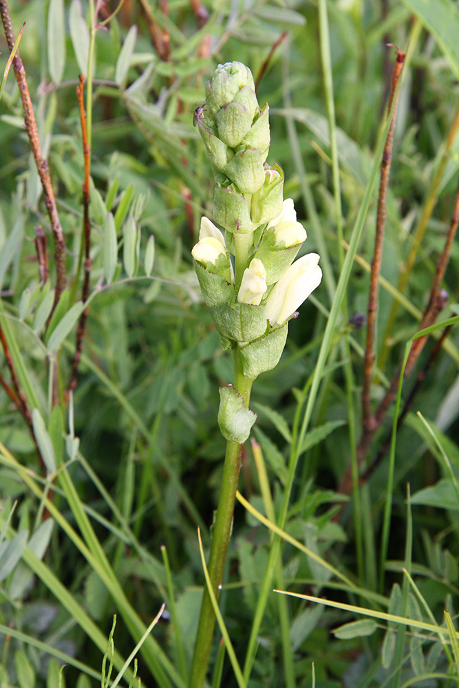 Image of Pedicularis sceptrum-carolinum specimen.