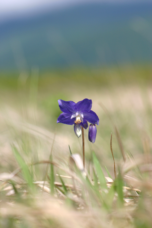 Image of Aquilegia parviflora specimen.