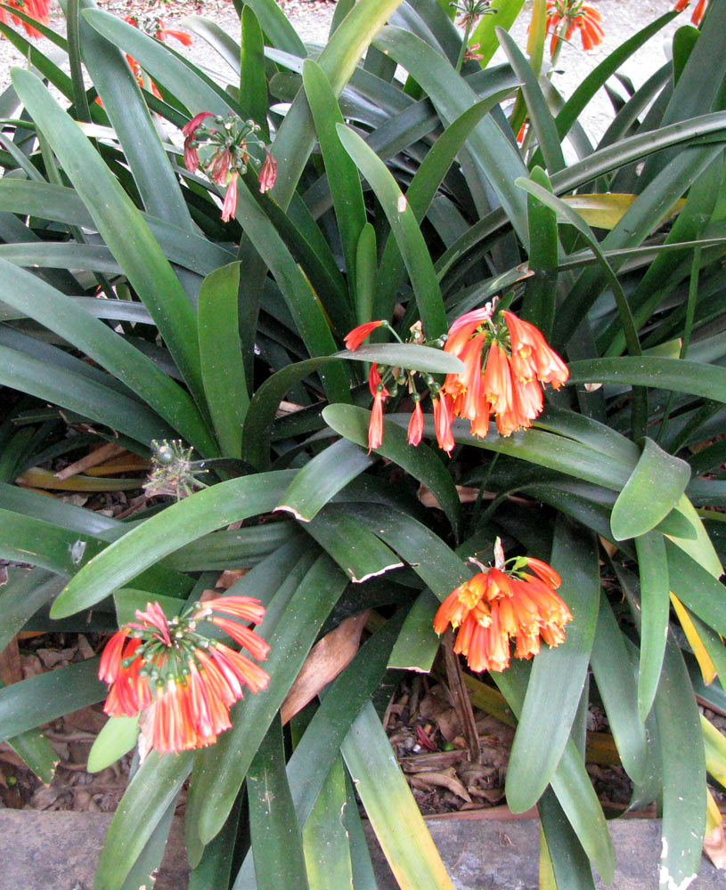 Image of Clivia &times; cyrtanthiflora specimen.