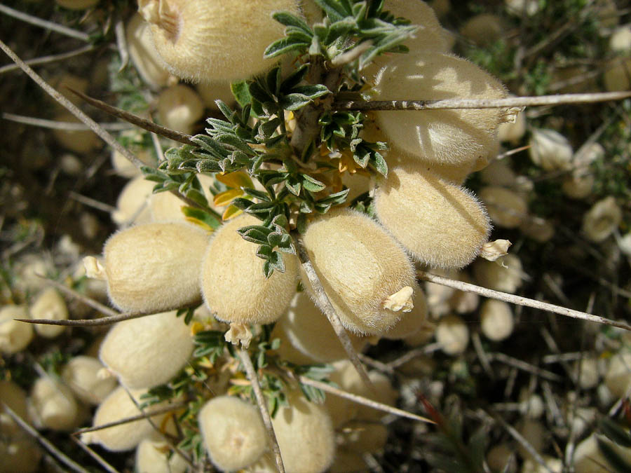 Изображение особи Astragalus spinosus.