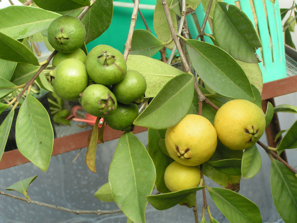 Image of Psidium cattleianum specimen.