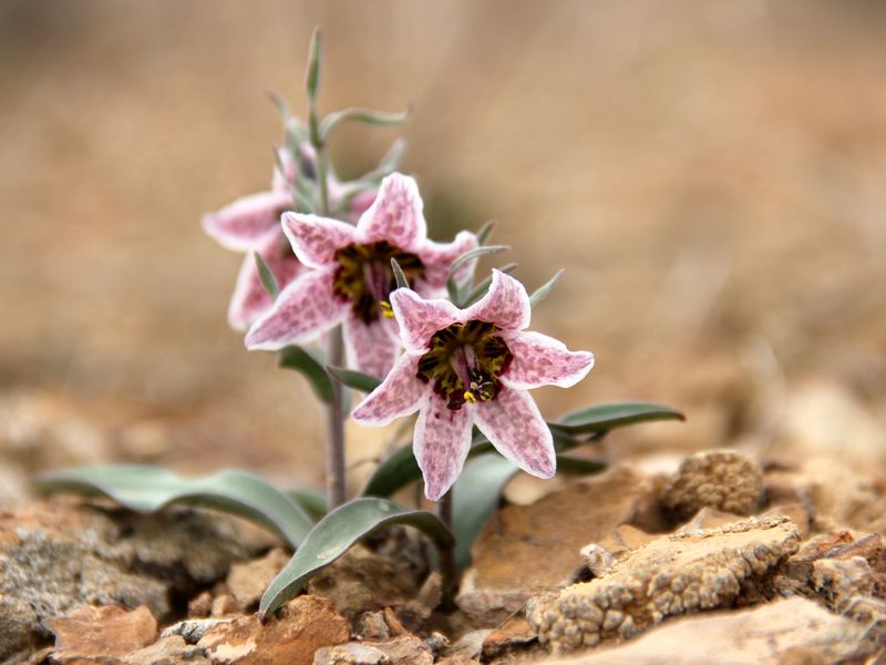 Изображение особи Rhinopetalum karelinii.