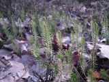 Lycopodium annotinum. Побеги. Украина, Киевская обл., Киево-Святошинский р-н, Боярское лесничество, сосновый лес. 07.04.2010.