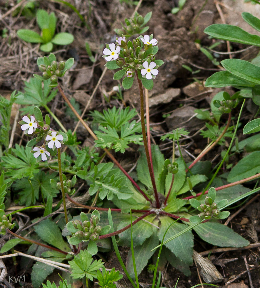 Image of Androsace maxima specimen.