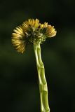 Taraxacum officinale. Аномальный цветонос со строенным соцветием. Санкт-Петербург, парк \"Александрино\". 29.05.2009.