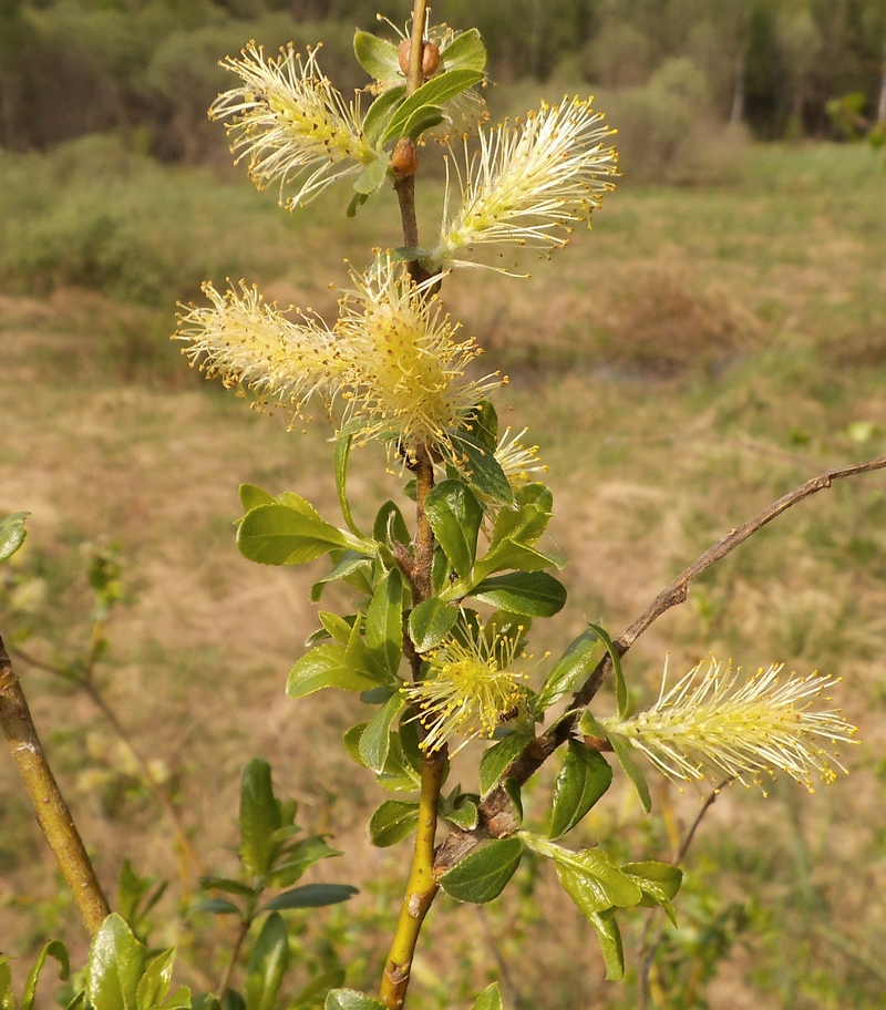 Image of Salix myrsinifolia specimen.