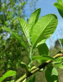 род Salix. Молодой побег. Архангельская обл., Пинежский р-н, окр. Пинежского заповедника, луг вблизи р. Пинега. 29.05.2013.