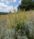 Verbascum marschallianum. Цветущее растение. Украина, Днепропетровская обл., балка в верховьях р. Самоткани. 02.06.2013.