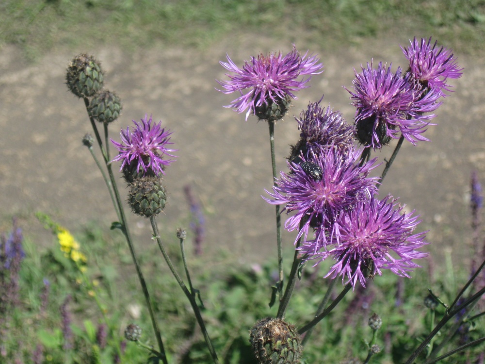 Image of Centaurea scabiosa specimen.