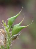 Trigonella procumbens