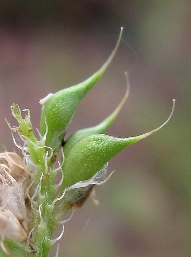 Image of Trigonella procumbens specimen.