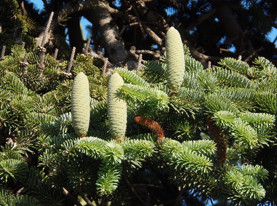 Изображение особи род Abies.