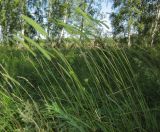 Phleum phleoides. Верхушки цветущих растений. Татарстан, Бавлинский р-н. 01.07.2013.