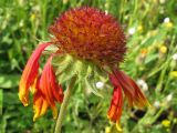 genus Gaillardia