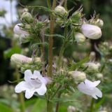 Penstemon attenuatus