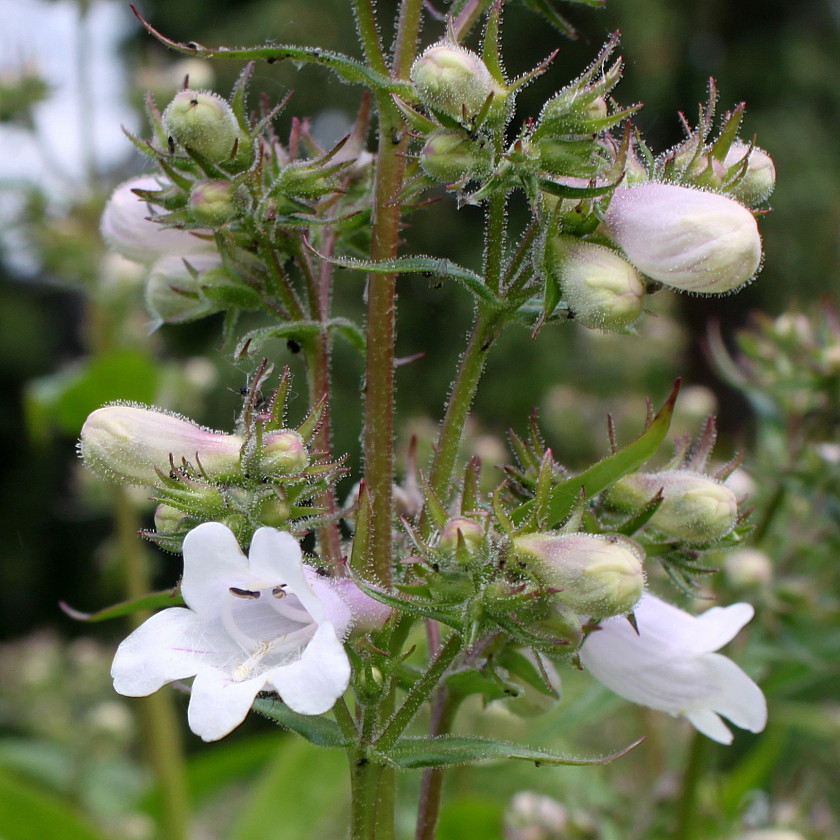 Image of Penstemon attenuatus specimen.