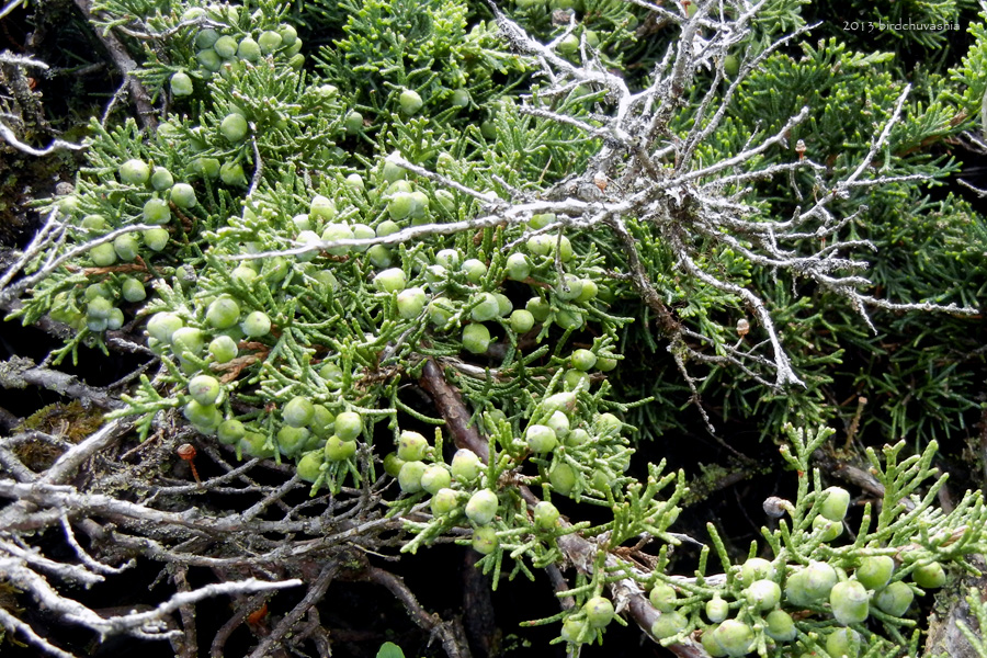 Изображение особи Juniperus sargentii.