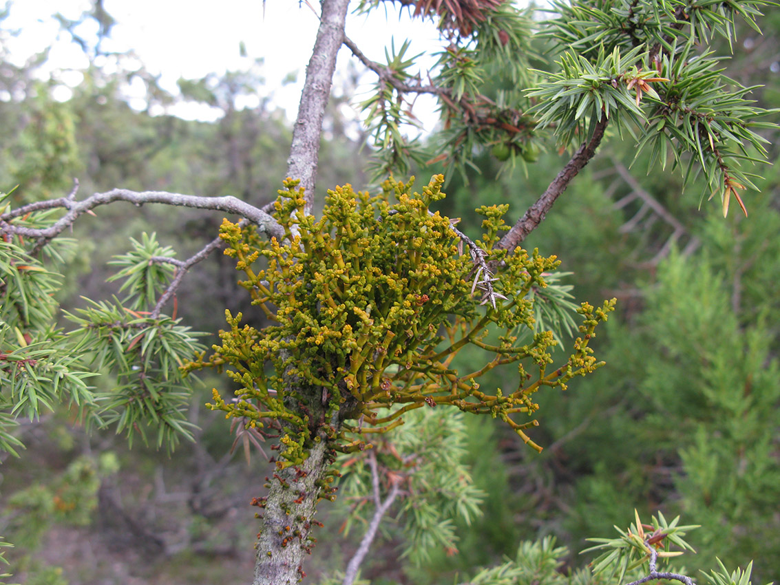 Image of Arceuthobium oxycedri specimen.