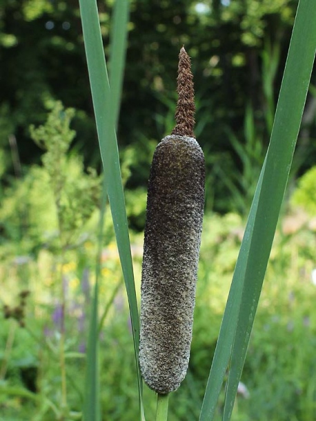 Image of Typha shuttleworthii specimen.