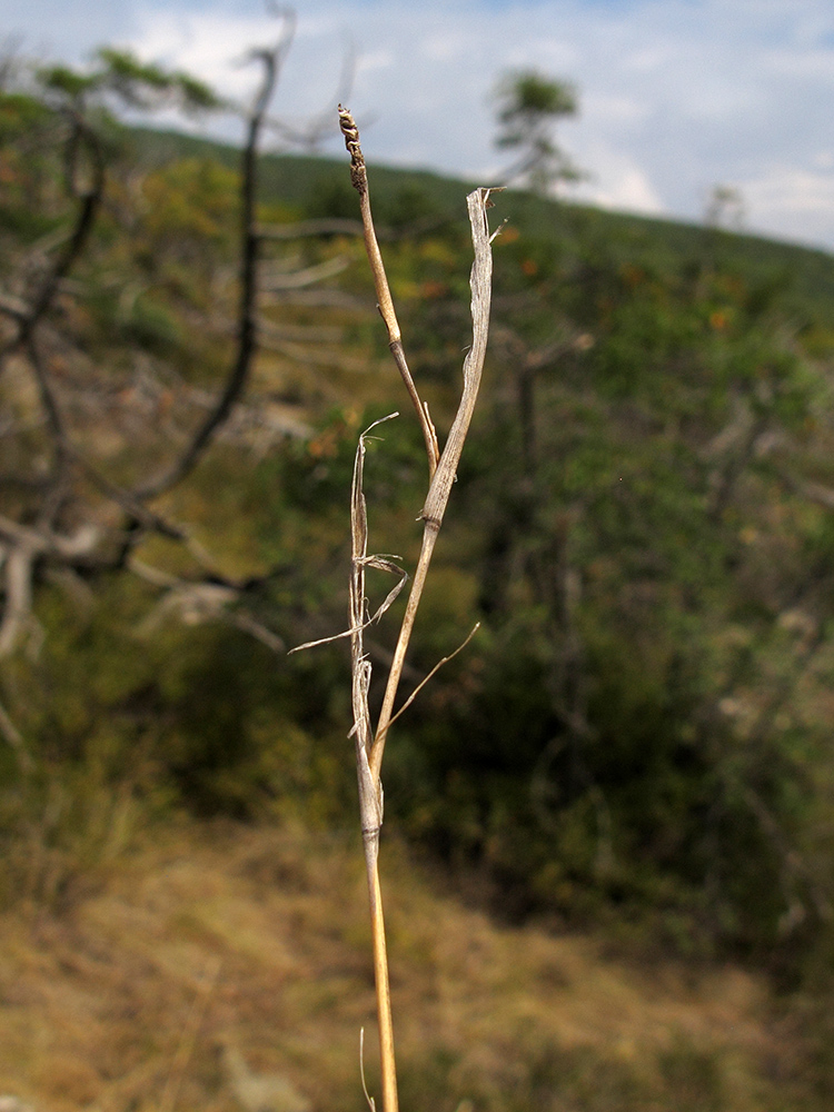 Image of Cleistogenes serotina specimen.