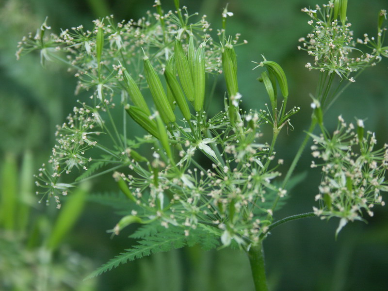 Image of Myrrhis odorata specimen.