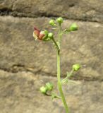Scrophularia scopolii. Верхушка цветущего растения. Черноморское побережье Кавказа, долина реки Жанэ, у основания дольмена. 23.08.2013.