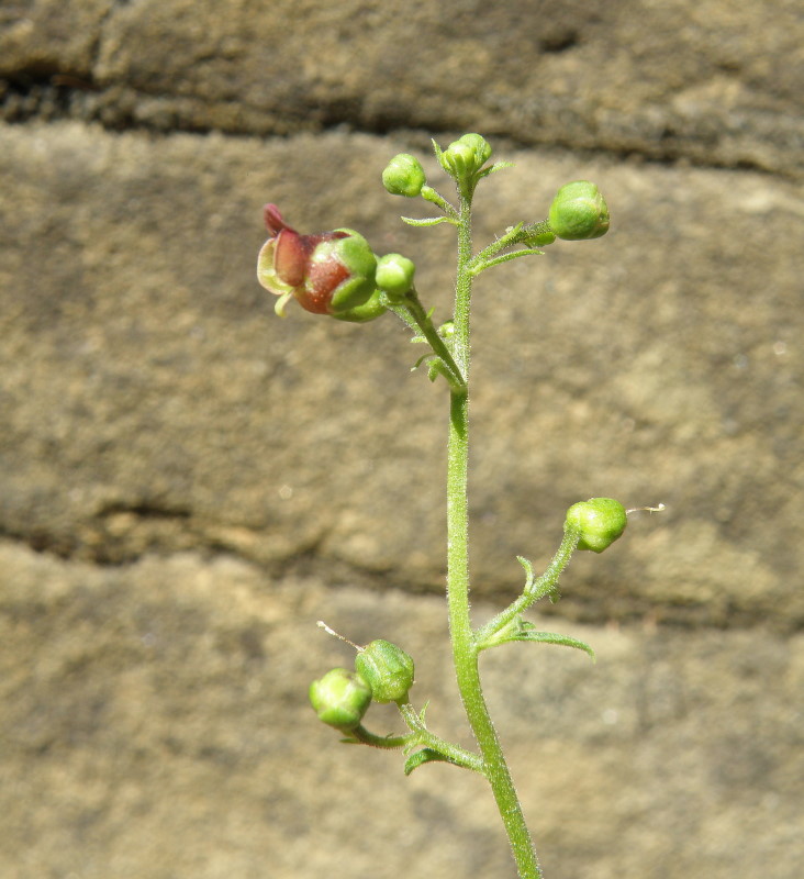 Изображение особи Scrophularia scopolii.